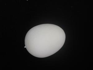 (image for) Foam - Sponge Egg - Click Image to Close